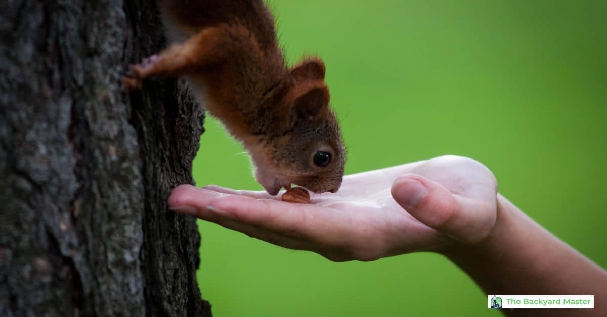 Feeding Squirrels Everyday At Viola Joy Blog Feeding Squirrels Everyday At Viola Joy Blog