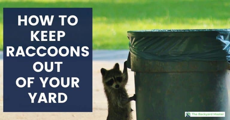 How to Keep Raccoons Out of Your Yard - The Backyard Master