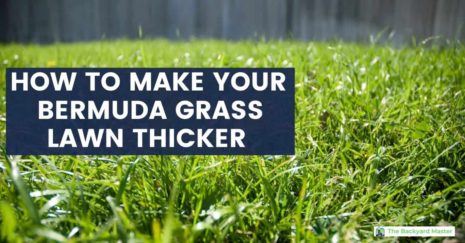 How to Make Bermuda Grass Thicker 6 Expert Tips and Tricks The