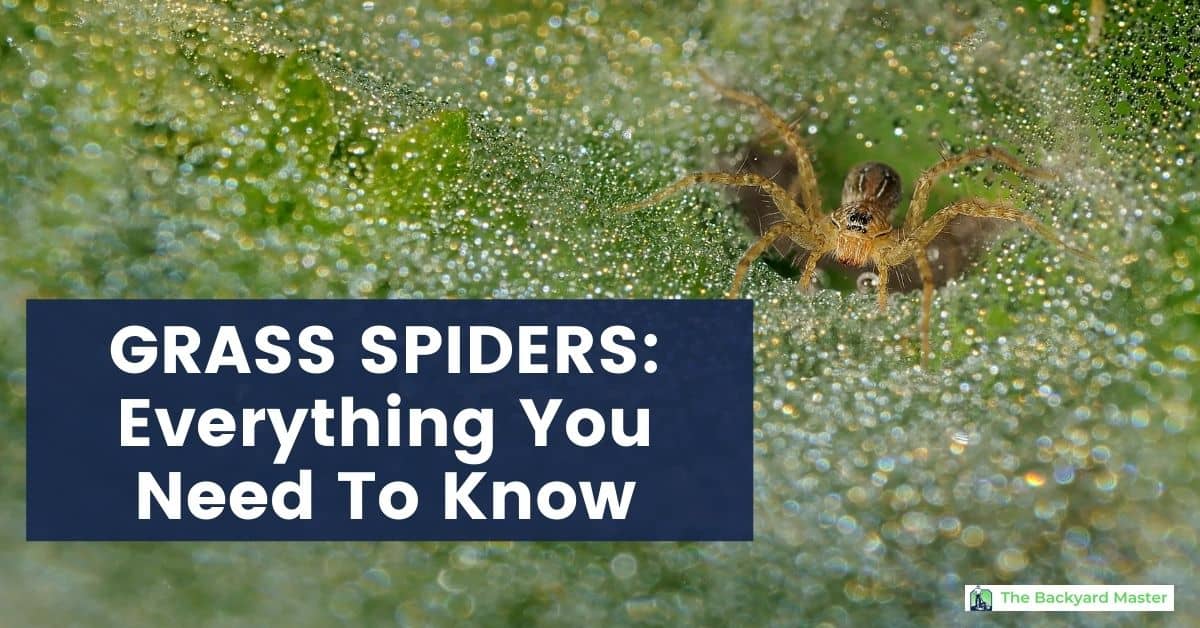 Got Spiders In Your Grass? What Every Homeowner Needs To Know The