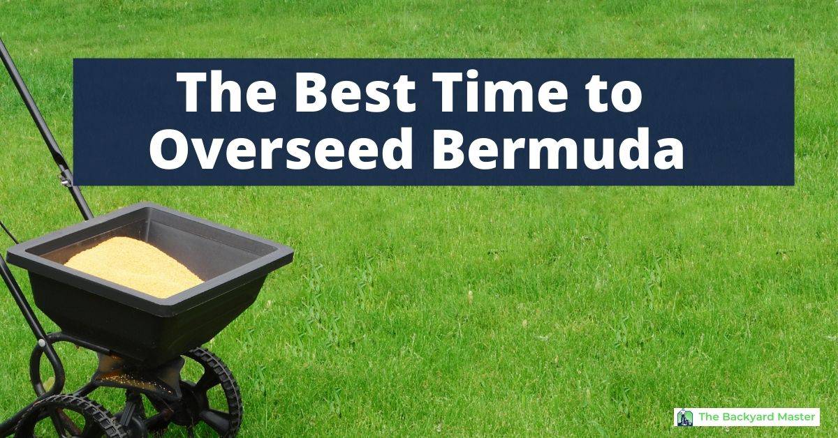 When To Overseed Bermuda