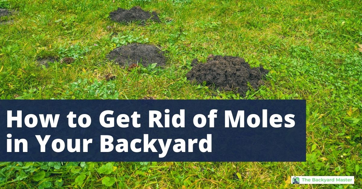 How to Get Rid of Moles in Your Backyard This Weekend The Backyard Master