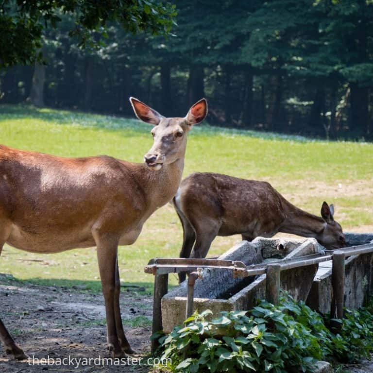 How to Attract Deer to Your Yard 15 Foolproof Ways The Backyard Master