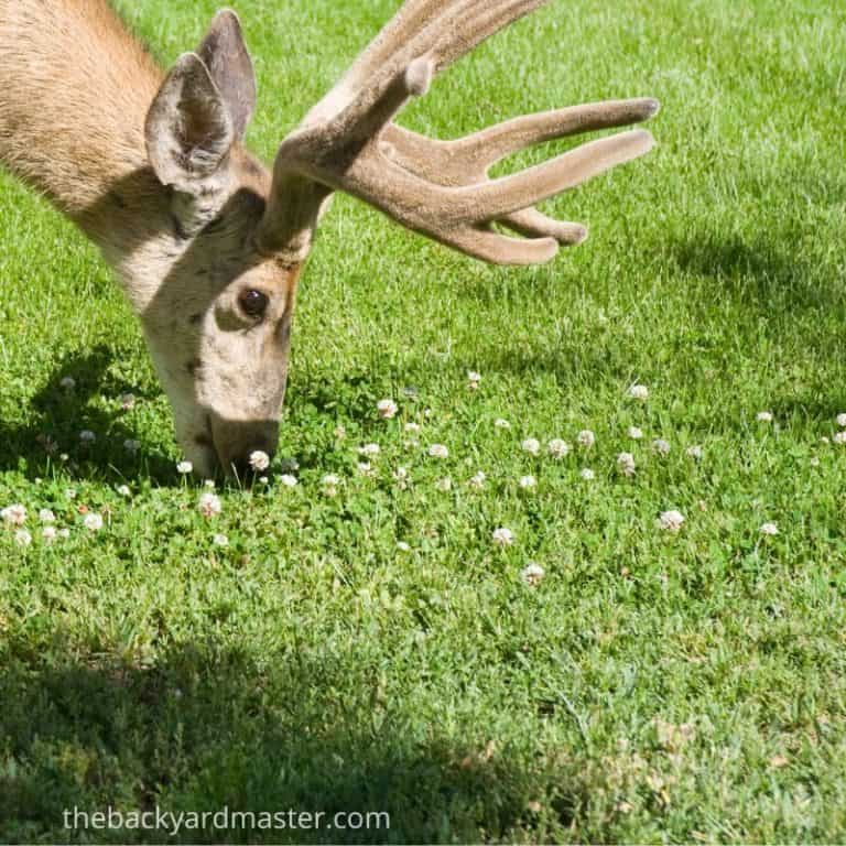 How to Attract Deer to Your Yard 15 Foolproof Ways The Backyard Master