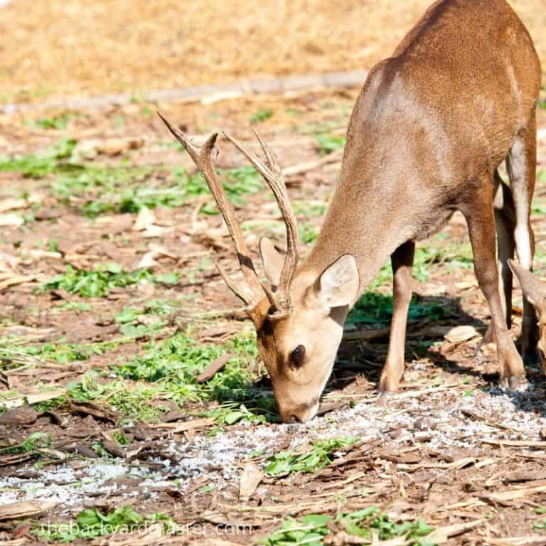 How to Attract Deer to Your Yard 15 Foolproof Ways The Backyard Master