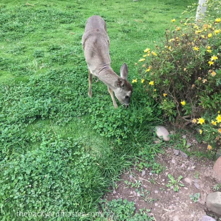How to Attract Deer to Your Yard 15 Foolproof Ways The Backyard Master