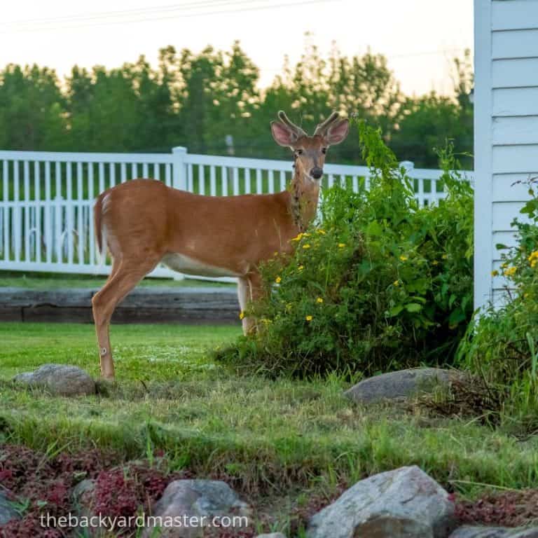 How to Attract Deer to Your Yard 15 Foolproof Ways The Backyard Master
